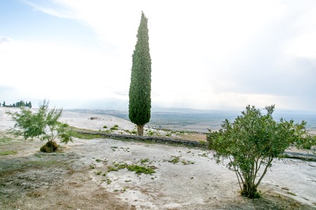 Fir tree and bushes on the top of the hill with limestone floor and whte-blue cloudy skyの写真素材