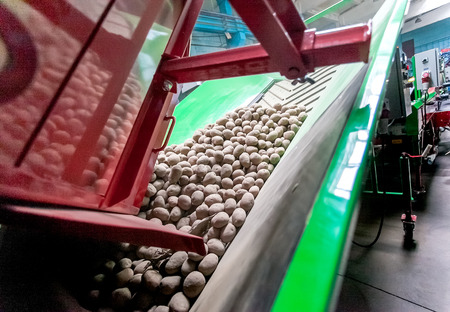 Potato sorting, processing and packing on conveyor at factoryの写真素材