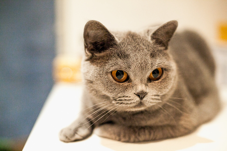 Portrait of British Shorthair cat on a white windowsill.
