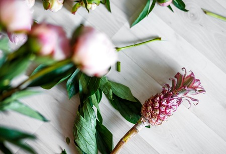 Pink peonies in workshop place before making bouquetの写真素材