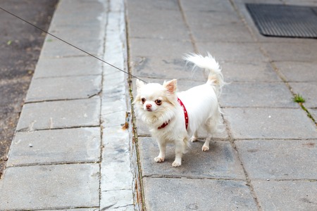 little white funny dog walking on streetの写真素材