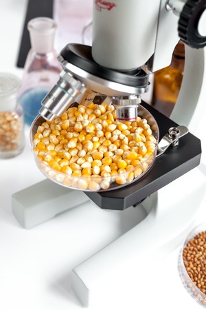 Food quality control corn in laboratory no one close upの写真素材