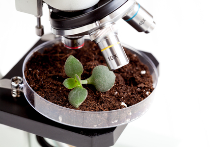 analysis of soil sample with young plant under microscope in laboratory close up