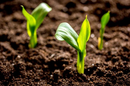 Concept appearance of life - sprout from soil close up.の写真素材