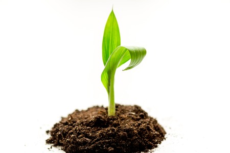 Concept birth of idea- sprout from soil on white background.の写真素材