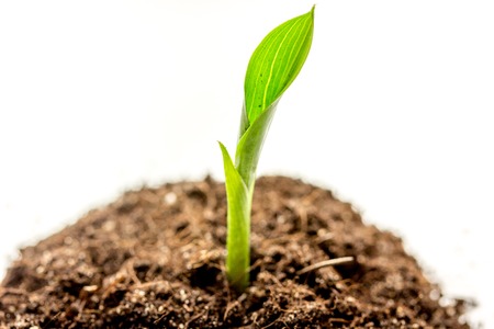 Concept birth of idea- sprout from soil on white background.の写真素材