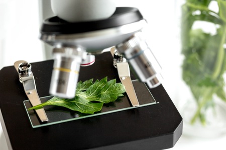 concept - check dietary supplements in laboratory on microscopeの写真素材