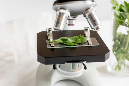 concept - check dietary supplements in laboratory on microscopeの写真素材