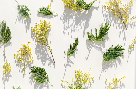 mimosa in glass vase on white background top view.の写真素材