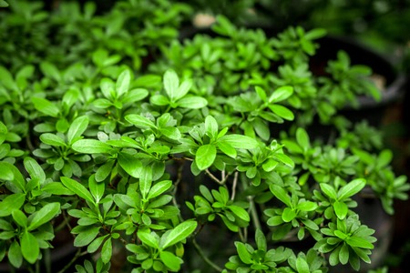 exotic green plant leaves closeup in greenhouse spaceの写真素材