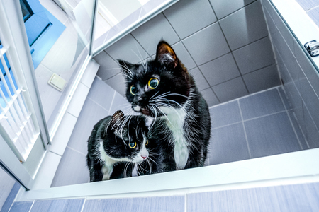 Two black and white catsの写真素材