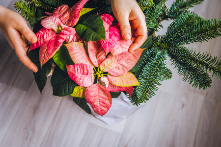 Christmas bouquet in florist shop green and redの写真素材