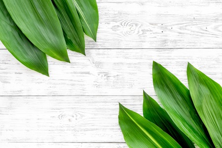 Bright spring green leaves on white wooden background top view space for text border