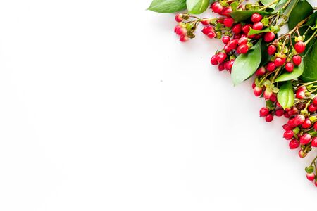 Background for blog with green plant and berries frame on white background top view space for textの写真素材