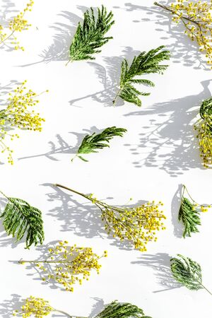 mimosa in glass vase on white background top viewの写真素材
