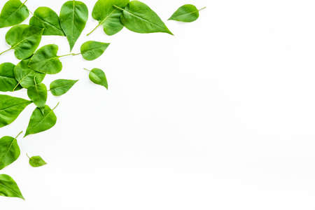 Frame of green leaves. Nature background layout. Top viewの写真素材