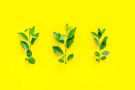 Green tree leaves pattern. Nature summer concept, above view, flat lay