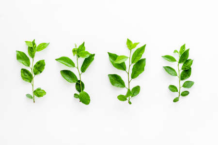 Above view of lauout of green leaves - nature background.