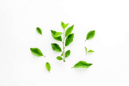 Pattern of green tree leaves, nature background. Overhead view, flat layの写真素材