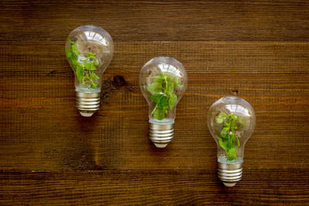 Energy saving light bulb with green plant inside, top view