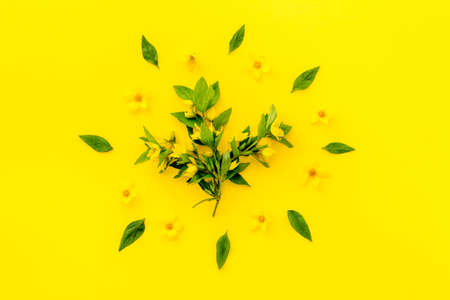 Pattern of yellow flower buds, overhead view