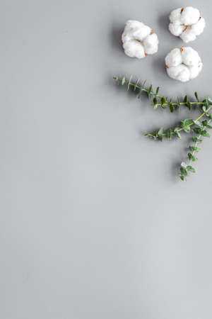 Flowers and leaves layout - cotton near eucalyptus branches on grey background top view, flat lay copy spaceの写真素材