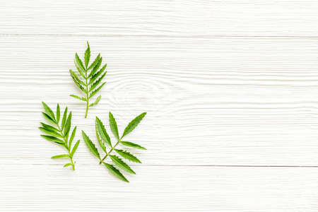 Frame of green leaf branches, top view. Floral pattern background