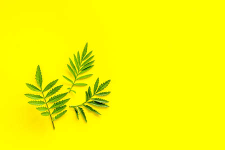 Frame of green leaf branches, top view. Floral pattern background