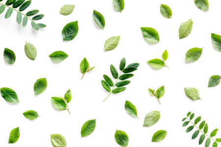 Layout of green leaf and branches isolated on white. Overhead viewの写真素材