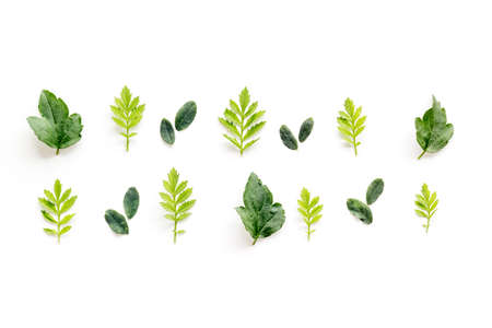 Layout of green leaf and branches isolated on white. Overhead view