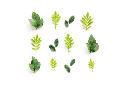 Green leaf pattern on white background. Top viewの写真素材