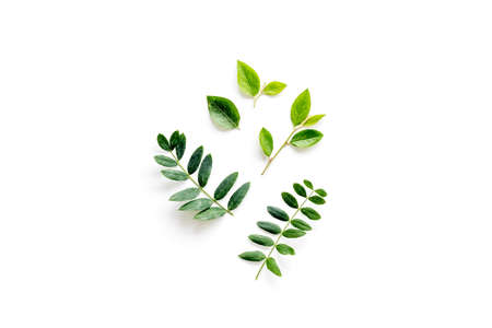 Layout of green leaf and branches isolated on white. Overhead view