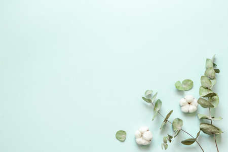 Flat lay with green eucalyptus branches and cotton flowers. Top viewの写真素材