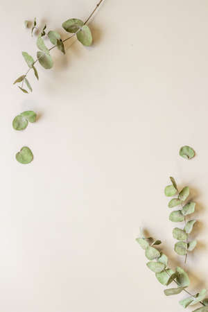 Frame floral pattern with eucalyptus leaves and branchesの写真素材