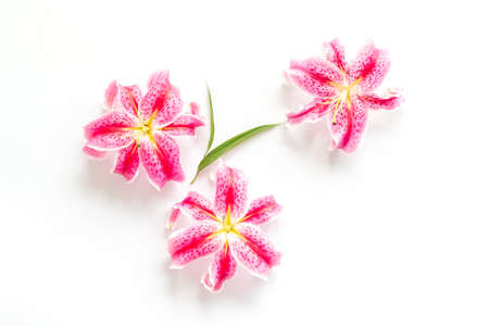 Pink purple lily flowers isolated on white background