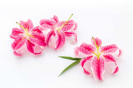 Pink purple lily flowers isolated on white backgroundの写真素材