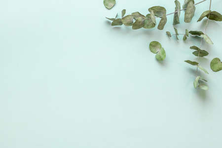 Eucalyptus leaves and branches pattern flat layの写真素材