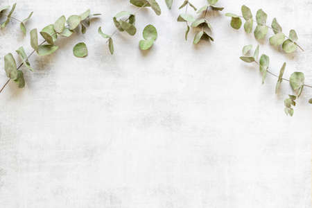 Eucalyptus leaves and branches pattern flat lay