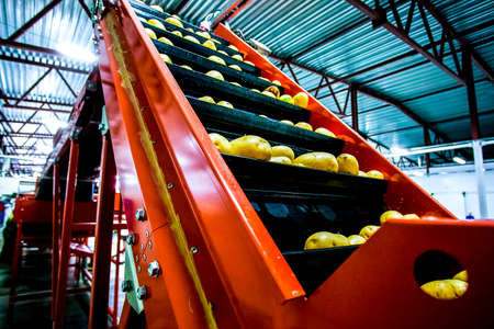 Potato sorting on belt and packing on factoryの写真素材