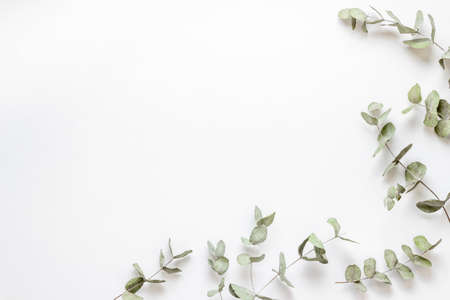Frame floral pattern with eucalyptus leaves and branchesの写真素材