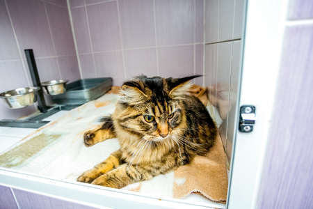 Cat laying in the glassify cageの写真素材