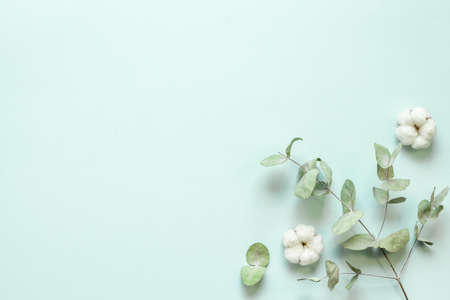 Eucalyptus leaves and cotton flowers pattern, flat lay