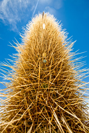 Cactus in rocks, Bolivia. Nature of South America, Salar de Uyuni, Boliviaの写真素材
