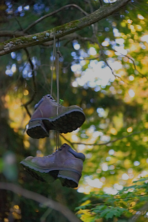 Boots hung on branch in forest