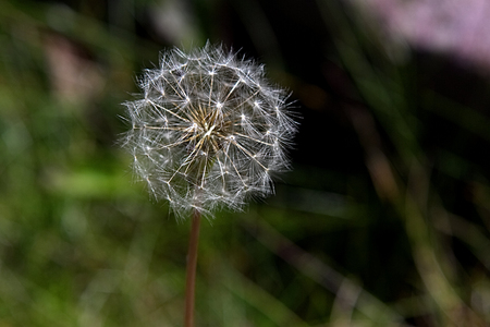 White rounded dandelionの写真素材