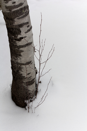 Birch in snowの写真素材