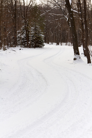 Snowy road through treesの写真素材