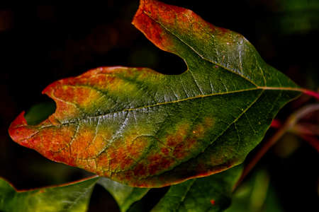 Green leaf changing to redの写真素材