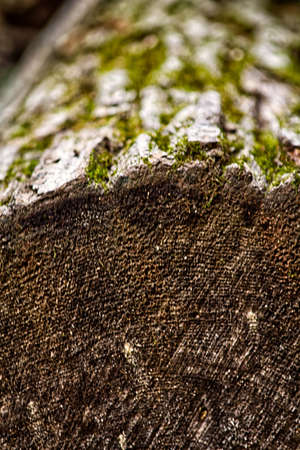 Close up view of cut log, rings and barkの写真素材