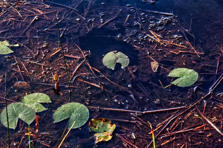 Lily pads on clear swampy waterの写真素材